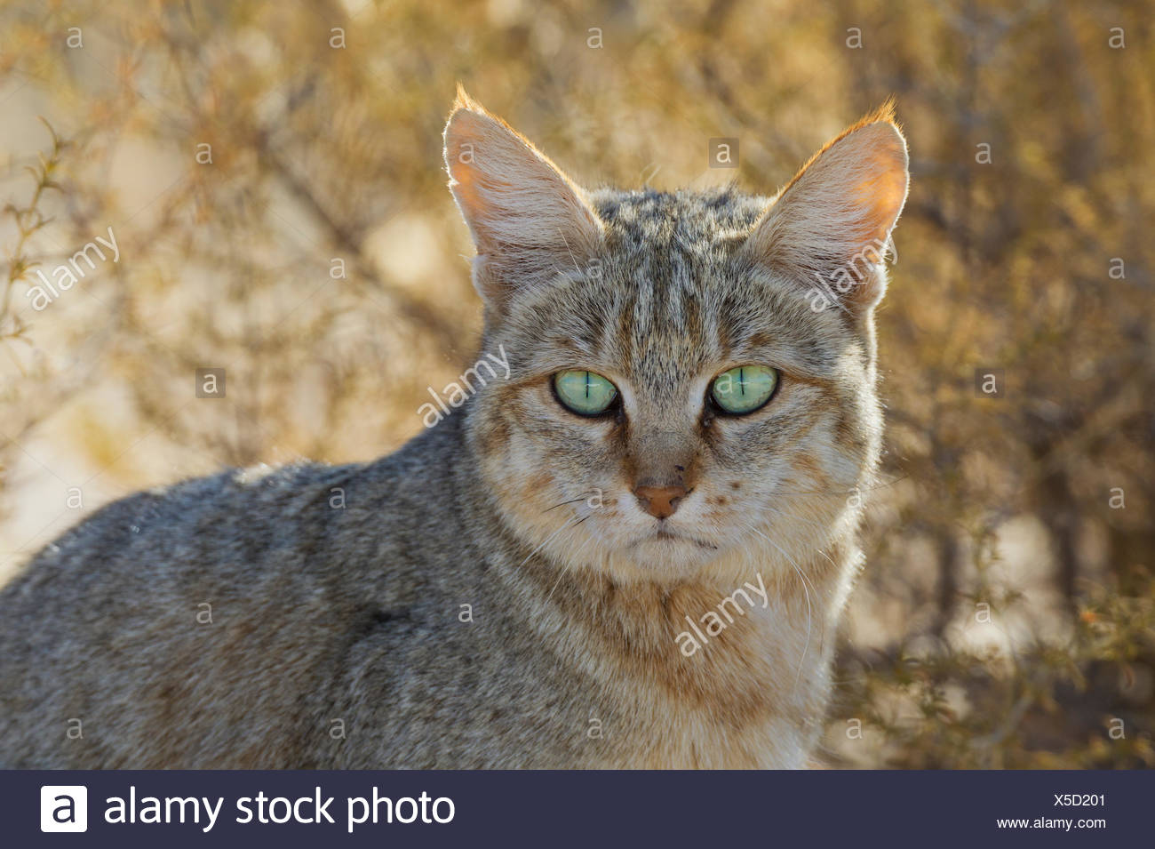 Chat Sauvage Africain Felis Silvestris Lybica Portrait Desert Du Kalahari Kgalagadi Transfrontier Park Afrique Du Sud Photo Stock Alamy