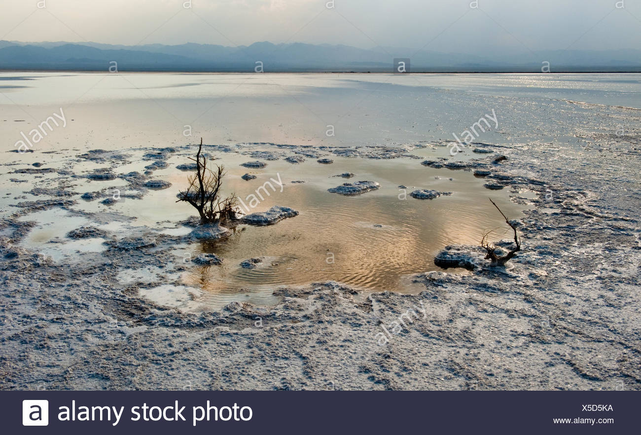 Croute De Sel Sel Salt Lake L Eau Mer Ocean Eau Sel Salt Lake Arbre Ecorce Terrestre Executer Photo Stock Alamy