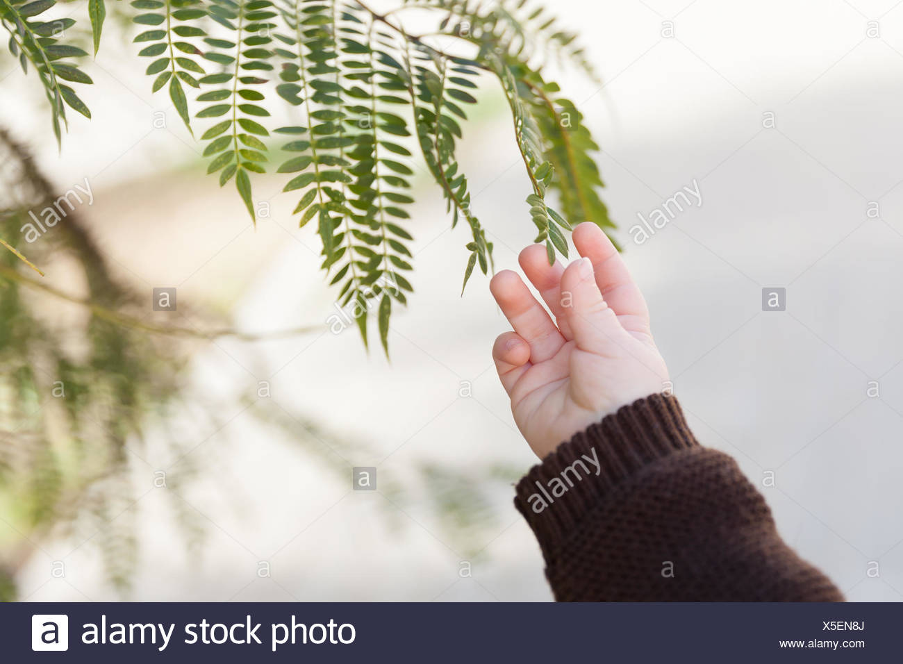 Bebe Fougere Banque D Image Et Photos Alamy Bebe Fougere Banque D Image Et Photos Alamy