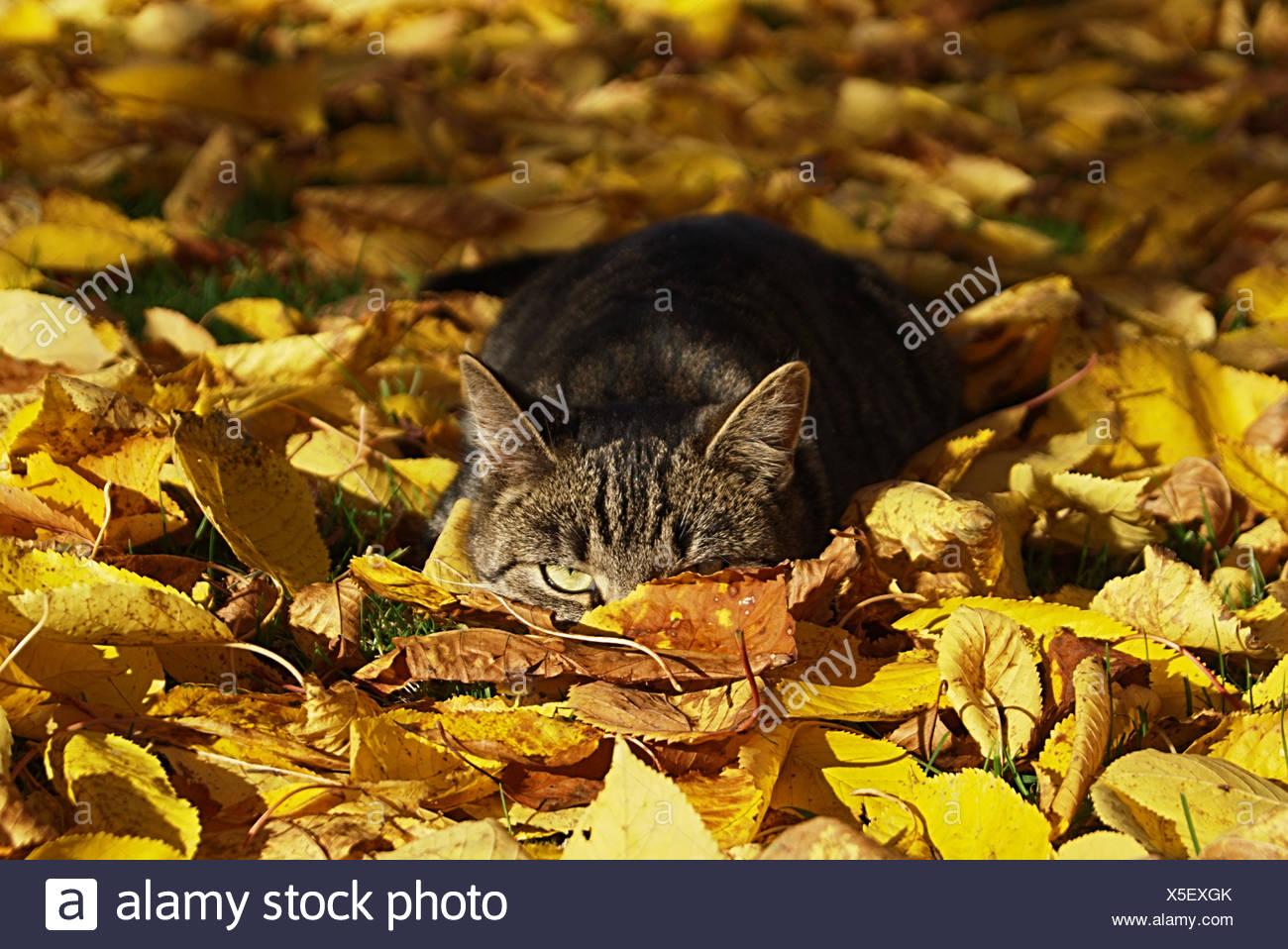 Portrait De Chat Se Cacher Dans Les Feuilles D Automne Dans Le Parc Photo Stock Alamy