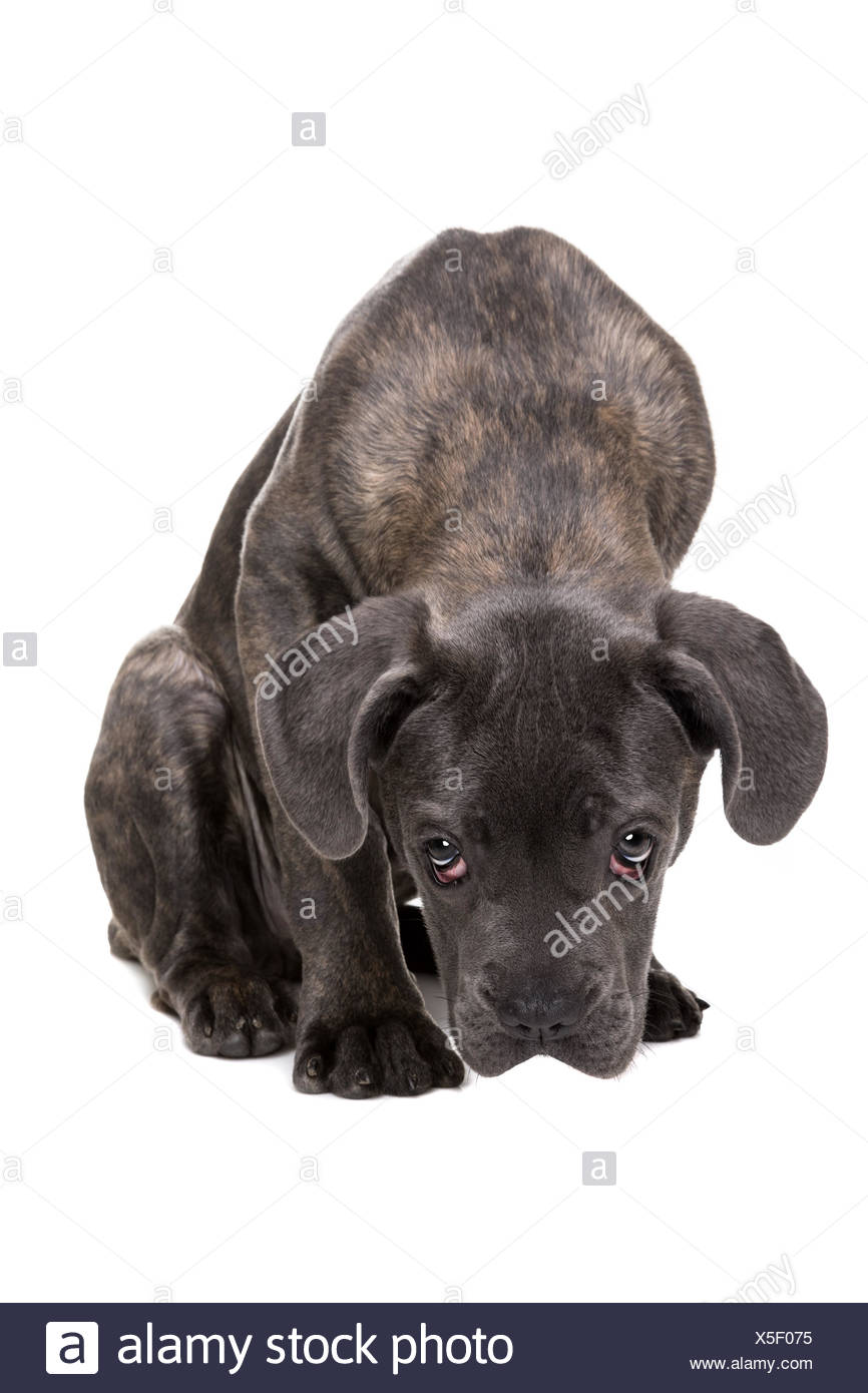 Chien Chiot Cane Corso Gris Banque Dimages Photo Stock 278768649