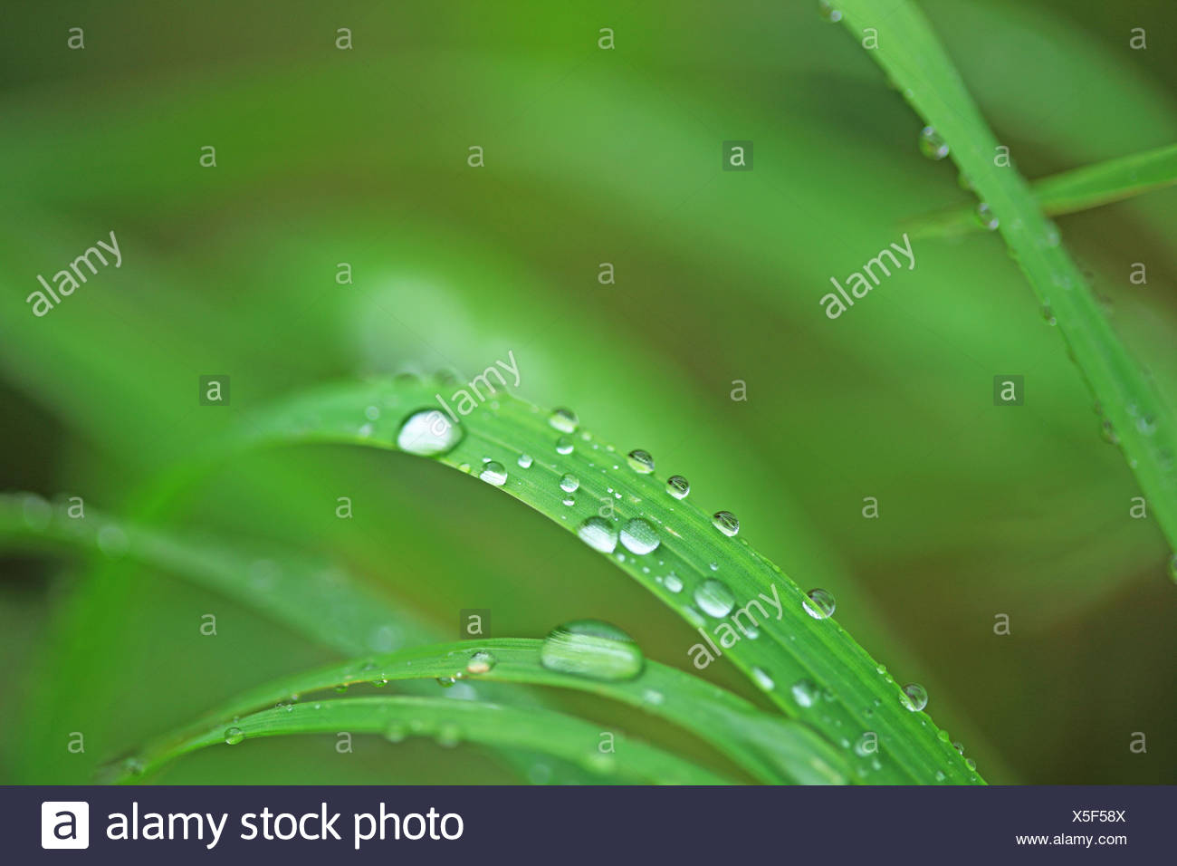 Brins d'herbe, de rosée, Close up, Banque D'Images