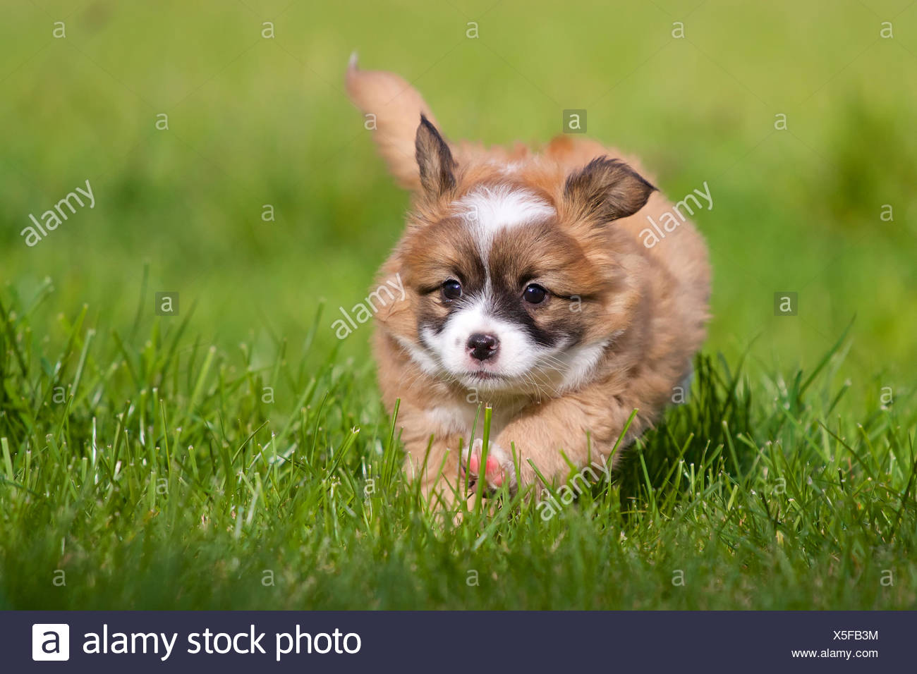 Bebe Chien Content Photo Stock Alamy Bebe Chien Content Photo Stock Alamy