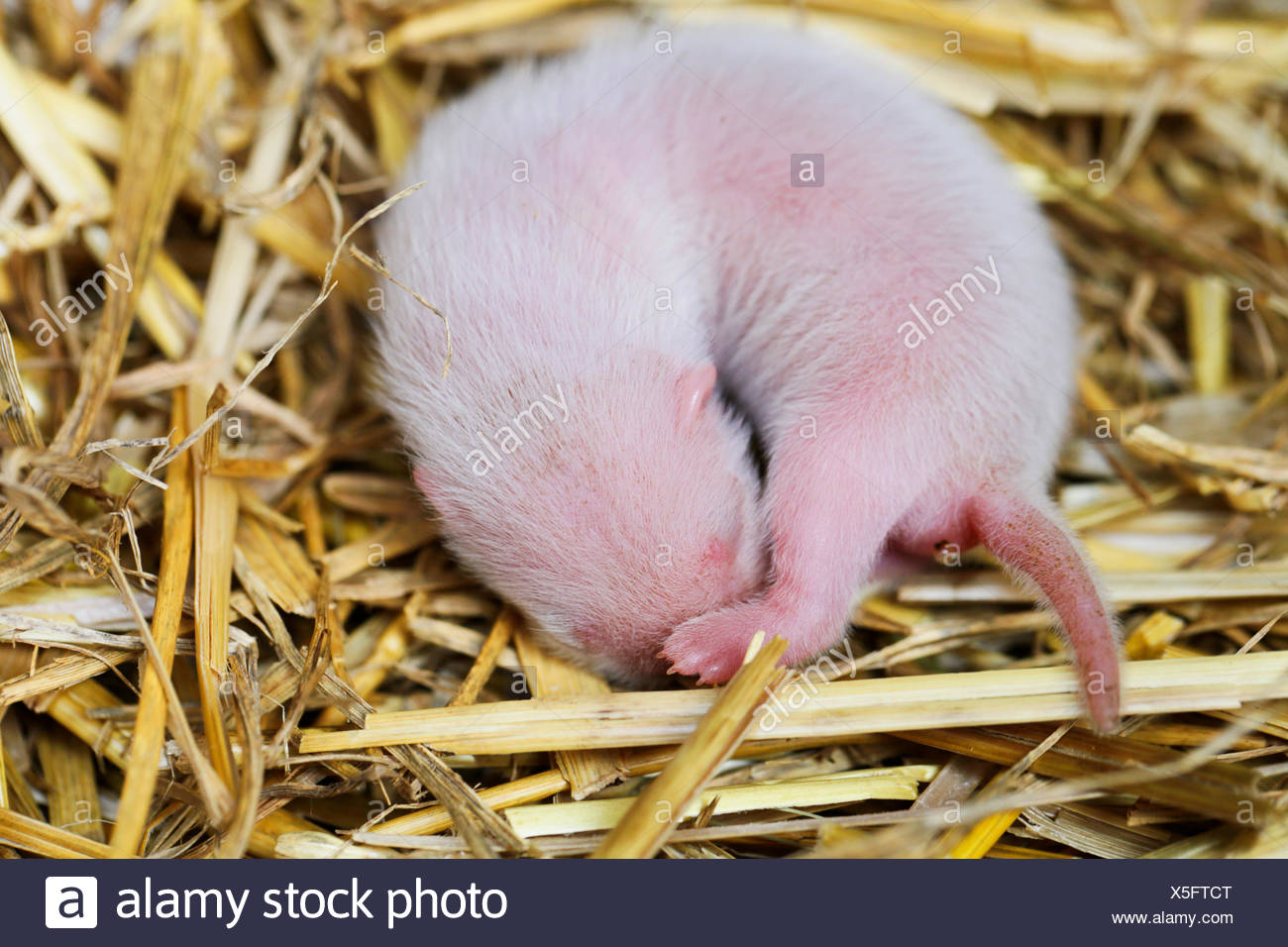 Putois Domestique Furet Domestique Mustela Putorius Furo F Mustela Putorius Furo D Une Semaine Animal Bebe Couche Sur La Paille Et Dormir L Allemagne La Baviere Photo Stock Alamy