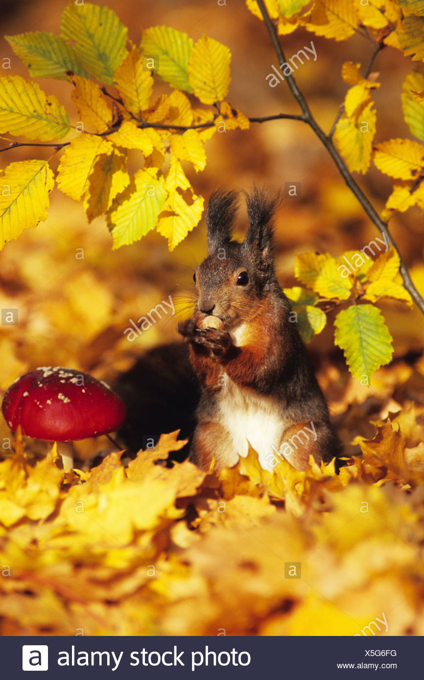 L Ecureuil Roux Europeen Eurasien L Ecureuil Roux Sciurus Vulgaris Assis Dans Foret D Automne Photo Stock Alamy