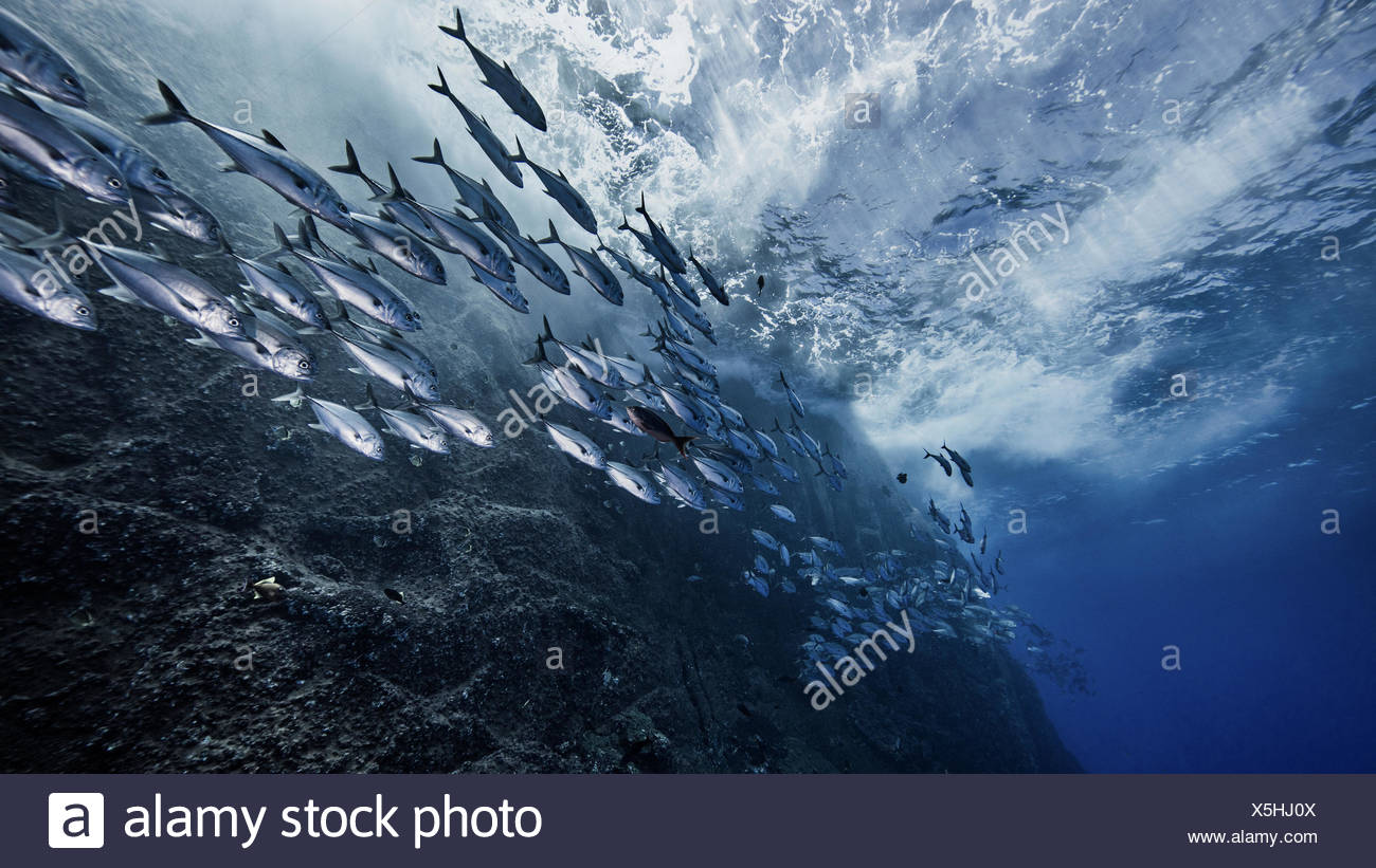 Banc De Poissons Par Volcan Sous Marin Photo Stock Alamy Banc De Poissons Par Volcan Sous Marin Photo Stock Alamy
