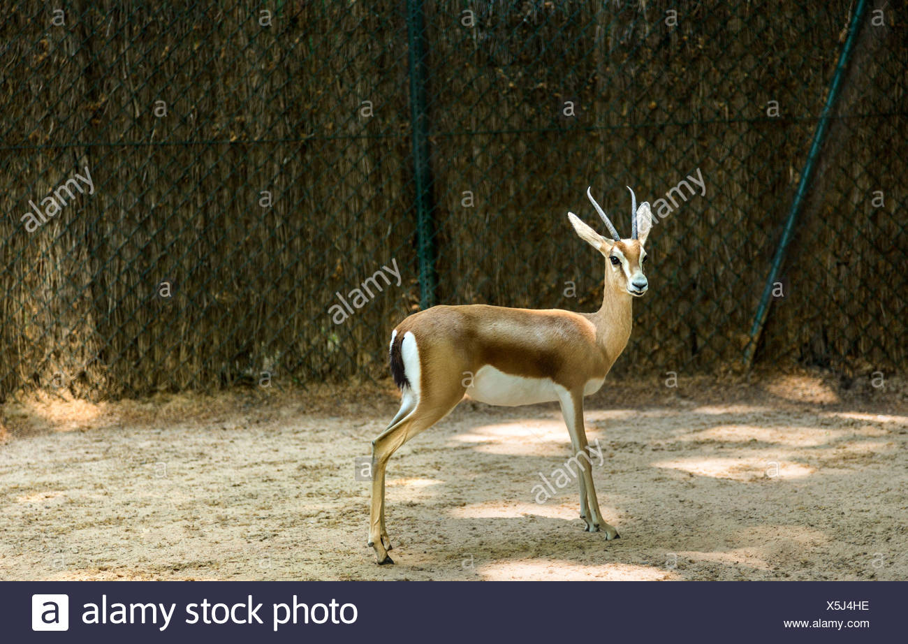 Gazelle dans un zoo, le Zoo de Barcelone, Barcelone, Catalogne, Espagne Banque D'Images