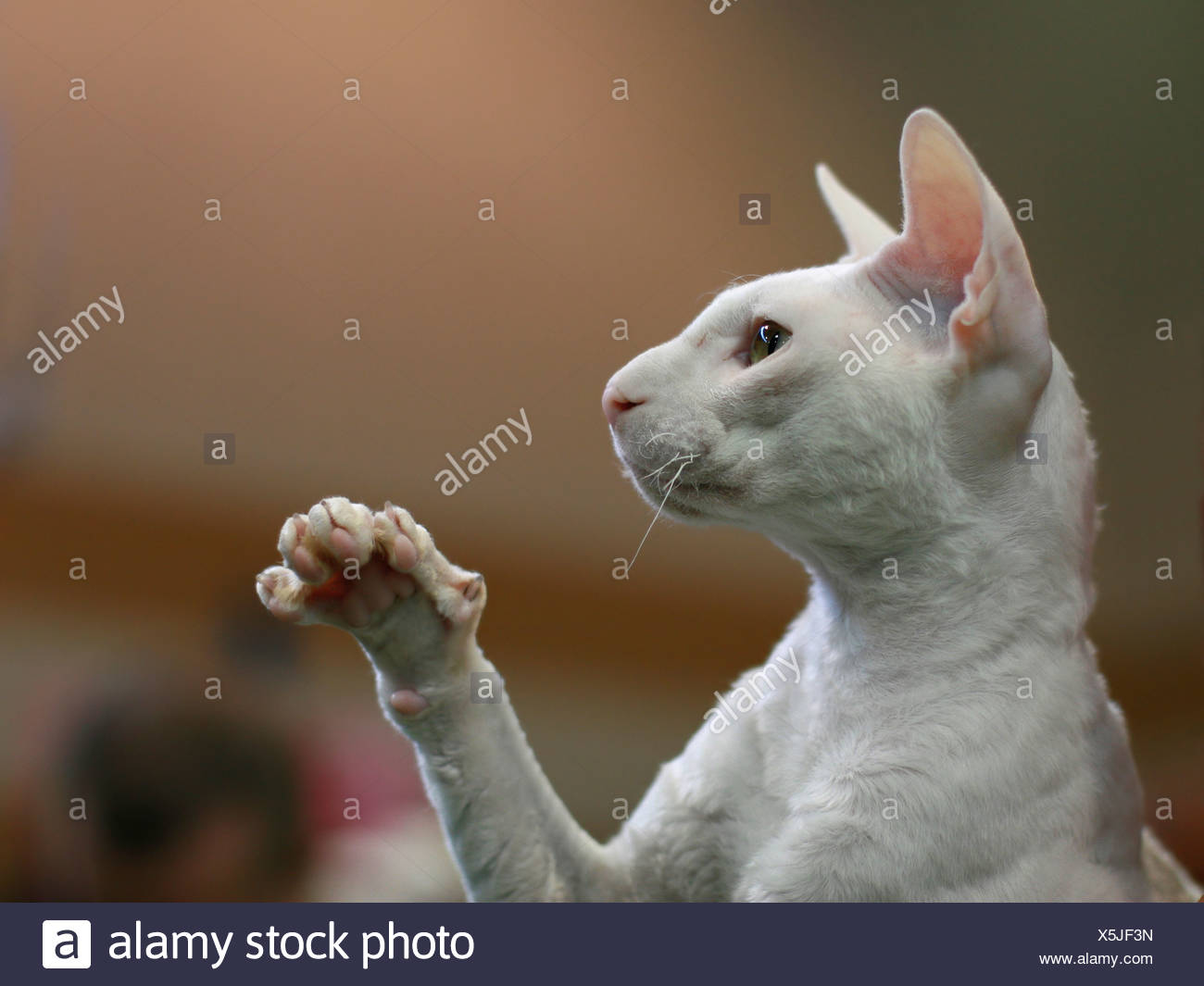 Race De Chat Sans Cheveux Banque D Image Et Photos Alamy Race De Chat Sans Cheveux Banque D Image Et Photos Alamy