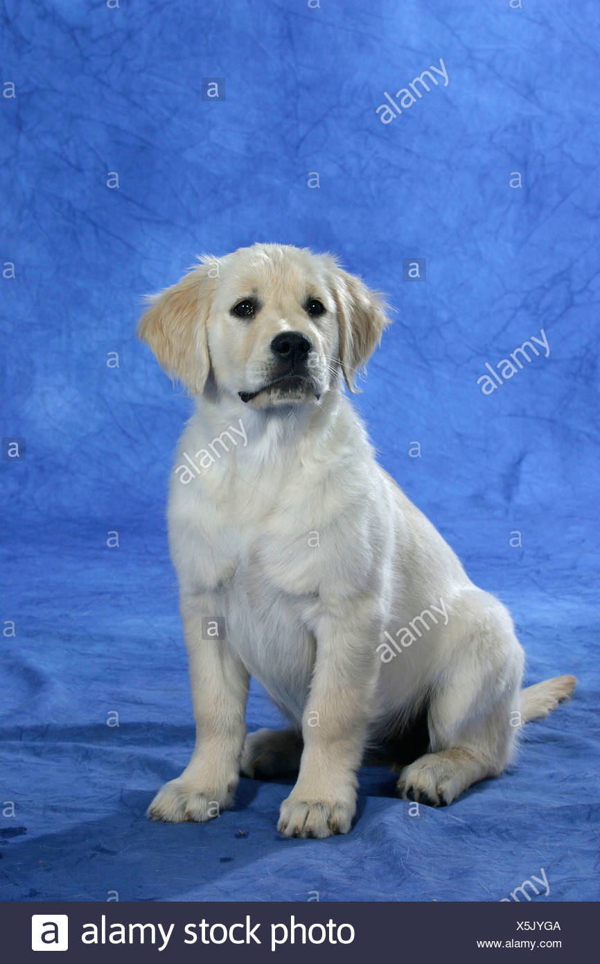 Golden Retriever Chiot 11 Semaines Photo Stock Alamy