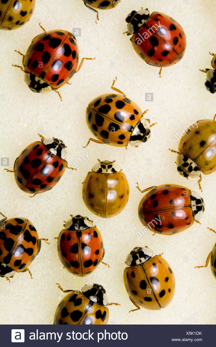 Dame Beetle Bug Asiatique Multicolore Des Bugs De La Vie Existent De L Existence La Vie Photo Stock Alamy Dame Beetle Bug Asiatique Multicolore Des Bugs De La Vie Existent De L Existence La Vie Photo Stock Alamy