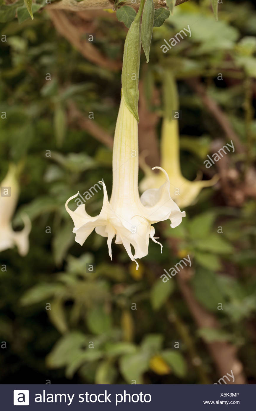 Fleur Blanche Qui Est Dans Une Forme De Bell Sur Un Ange