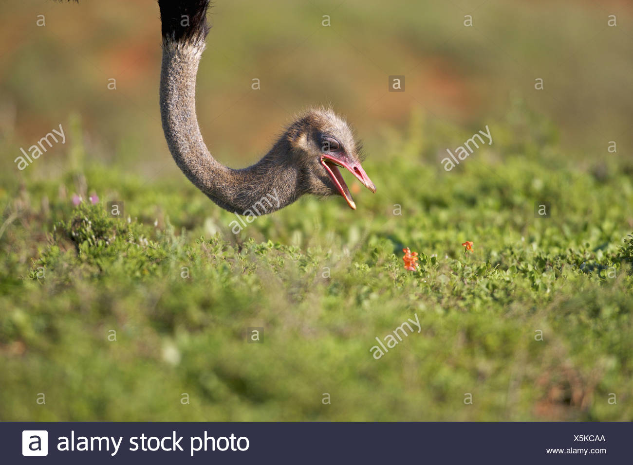 Close-up d'une autruche, l'Addo Elephant National Park, Eastern Cape Province, Afrique du Sud Banque D'Images
