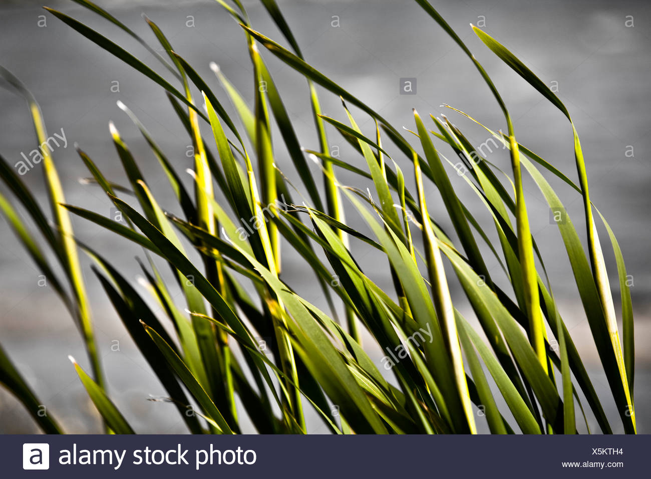 Libre de brins d'herbe Banque D'Images