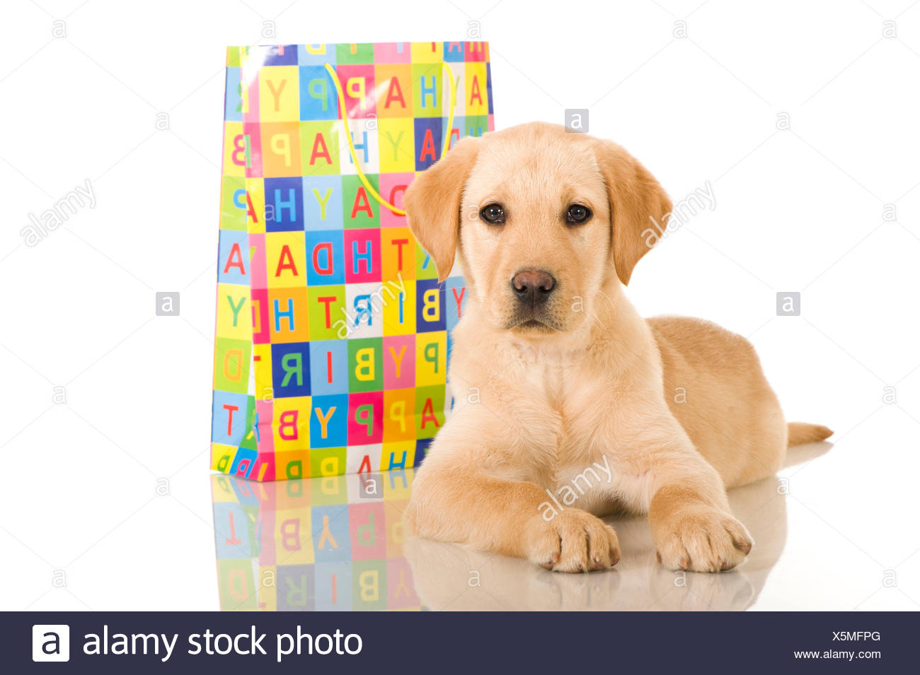 Birthday Puppy Banque D Image Et Photos Alamy Birthday Puppy Banque D Image Et Photos Alamy