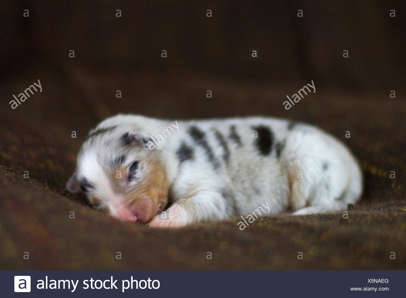 Berger Australien Bleu Merle Chiot Nouveau Ne Les Yeux Toujours Fermes Allemagne Tapis Marron Photo Stock Alamy