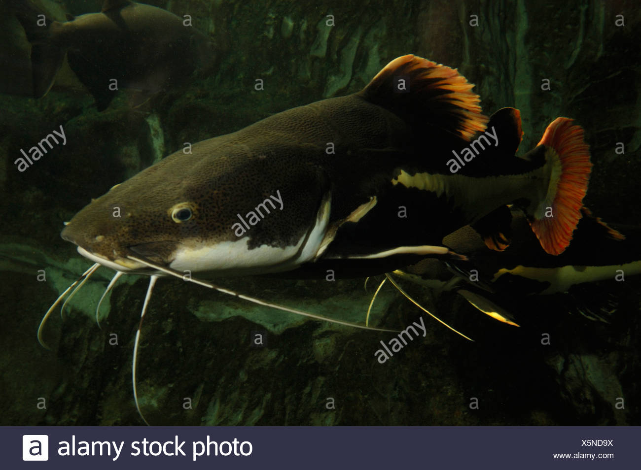 Le Poisson Chat A Queue Rouge Phractocephalus Hemioliopterus Captif En Amazonie Photo Stock Alamy