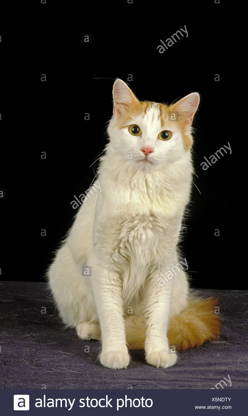 Van Turc Chat Domestique Des Profils Assis Sur Fond Noir Photo Stock Alamy