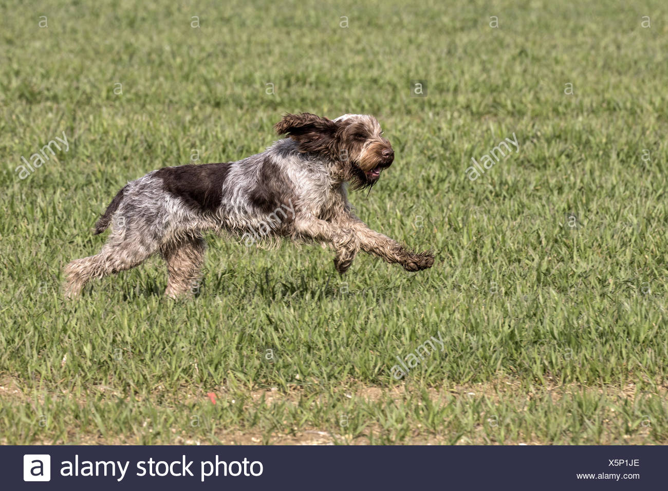 Spinone Italiano Italien Est Une Race De Chien Il Est