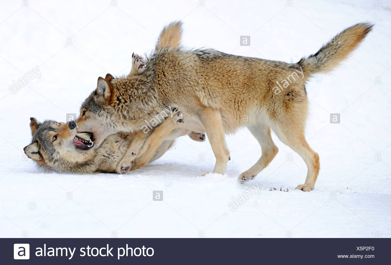 Loup Rival Jeu De Combat Banque d'image et photos - Alamy
