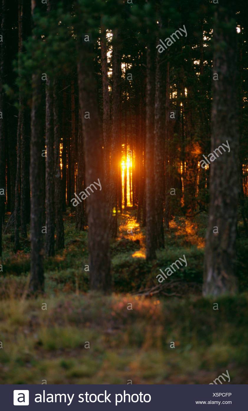 La forêt de conifères au coucher du soleil Banque D'Images