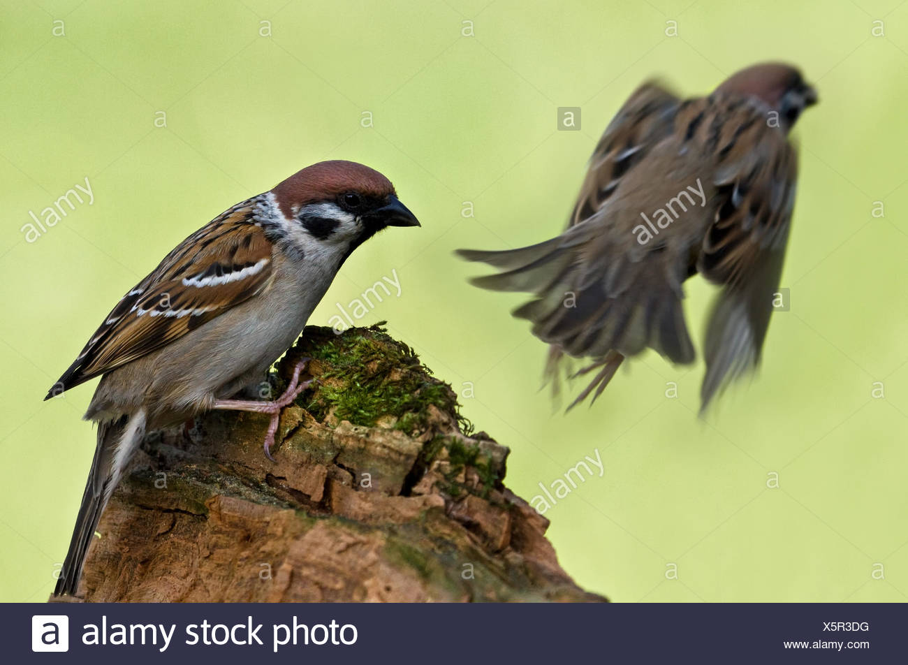Direction Générale De Loiseau En Vol Le Chant Des Oiseaux