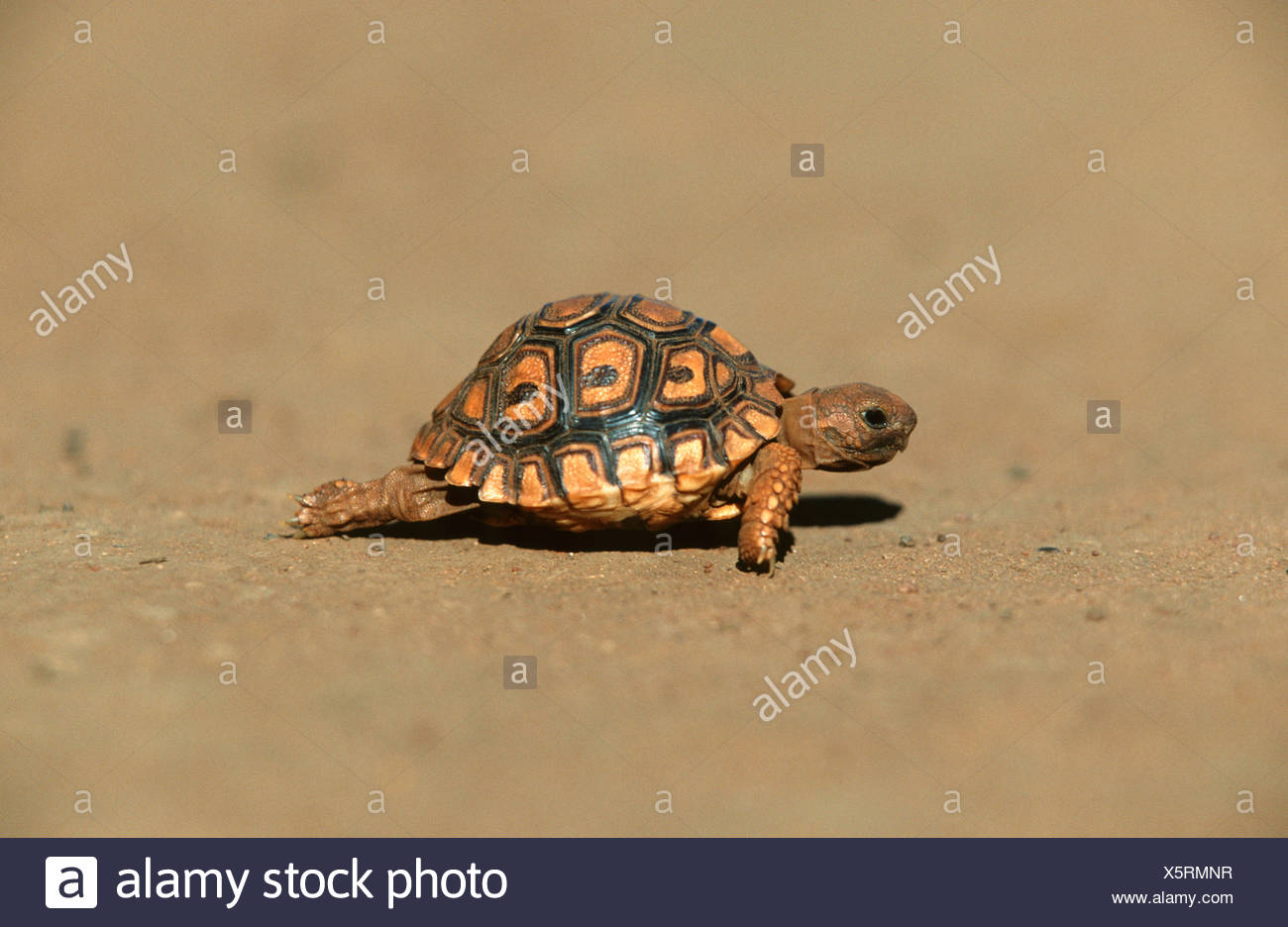 Bergskilpad Bebe Tortue Montagne Geochelone Pardalis Marchant Sur Une Route De Terre Photo Stock Alamy Bergskilpad Bebe Tortue Montagne Geochelone Pardalis Marchant Sur Une Route De Terre Photo Stock Alamy