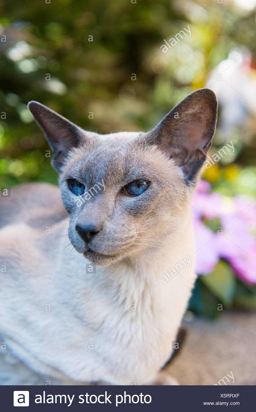 Chat Siamois Blue Point Photo Stock Alamy