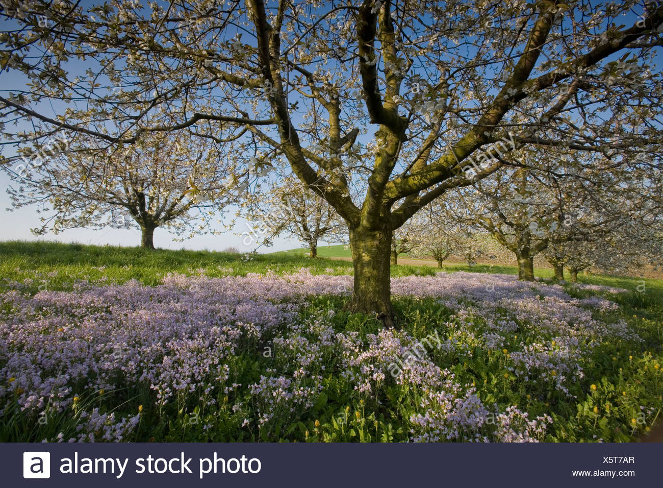 Suisse Europe Boudry Canton Bale Campagne Printemps Paysage Nature Paysage Paysage Pittoresque Photo Stock Alamy