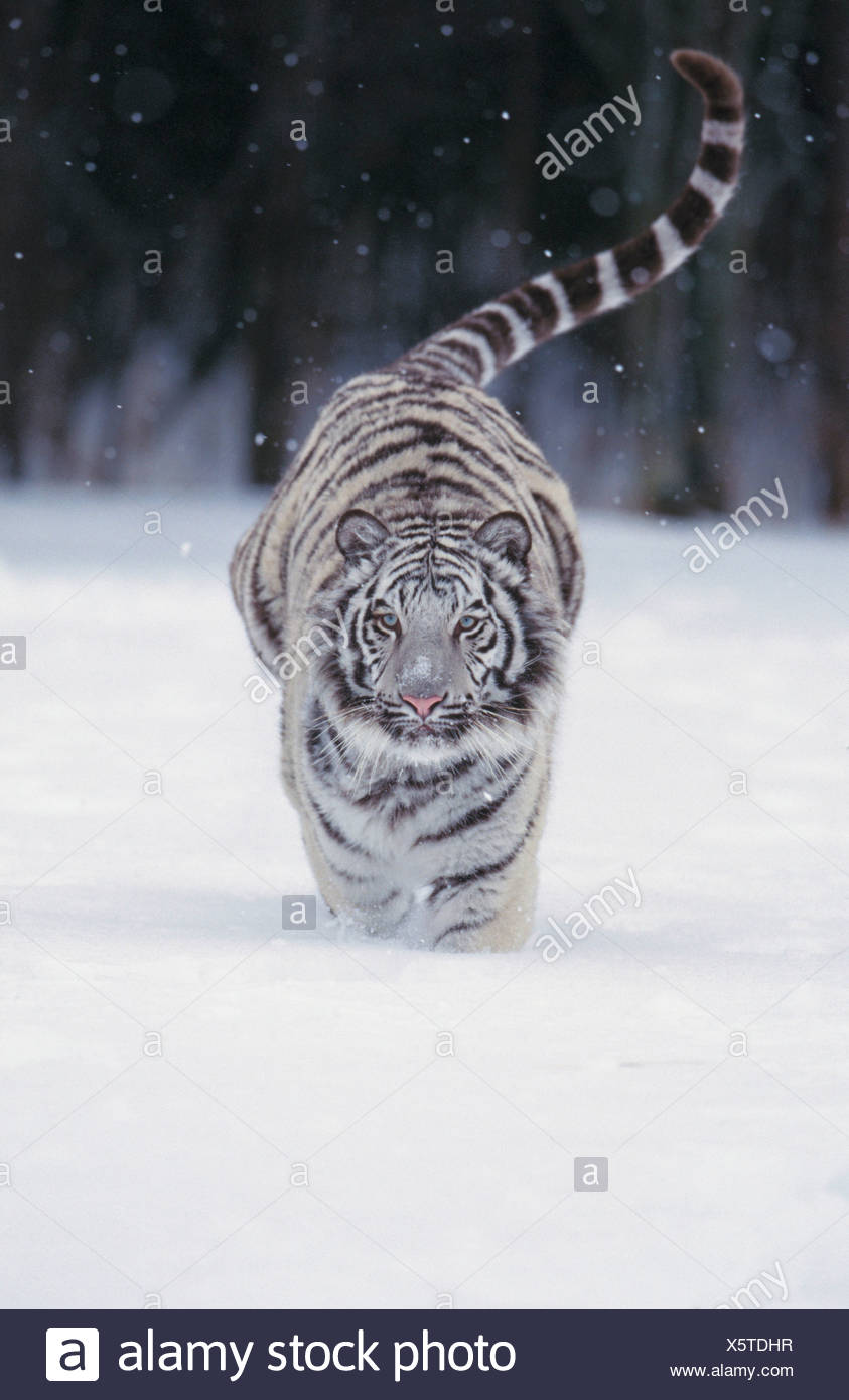 Tigre Blanc Panthera Tigris Fonctionnant Dans La Neige Photo Stock Alamy