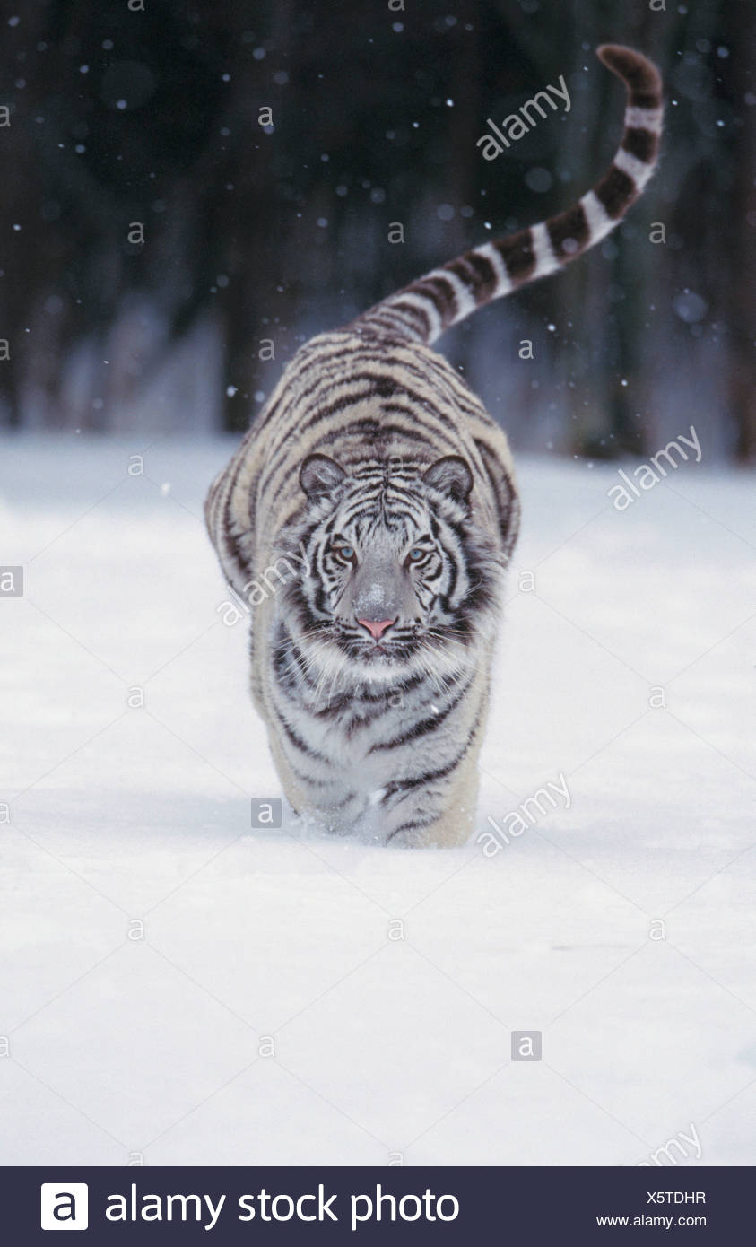 Tigre Blanc Panthera Tigris Fonctionnant Dans La Neige Photo Stock Alamy Tigre Blanc Panthera Tigris Fonctionnant Dans La Neige Photo Stock Alamy