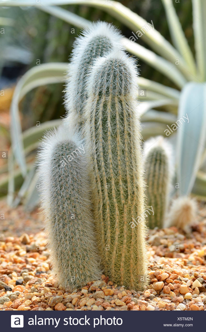 Old Man Cactus péruvien des Andes Banque D'Images