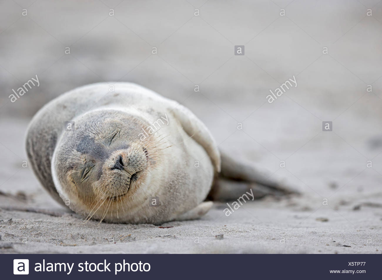 Allemagne Schleswig Holstein Helgoland Duene Island Port Bebe Phoque Commun Phoca Vitulina Dormir Sur La Plage Photo Stock Alamy