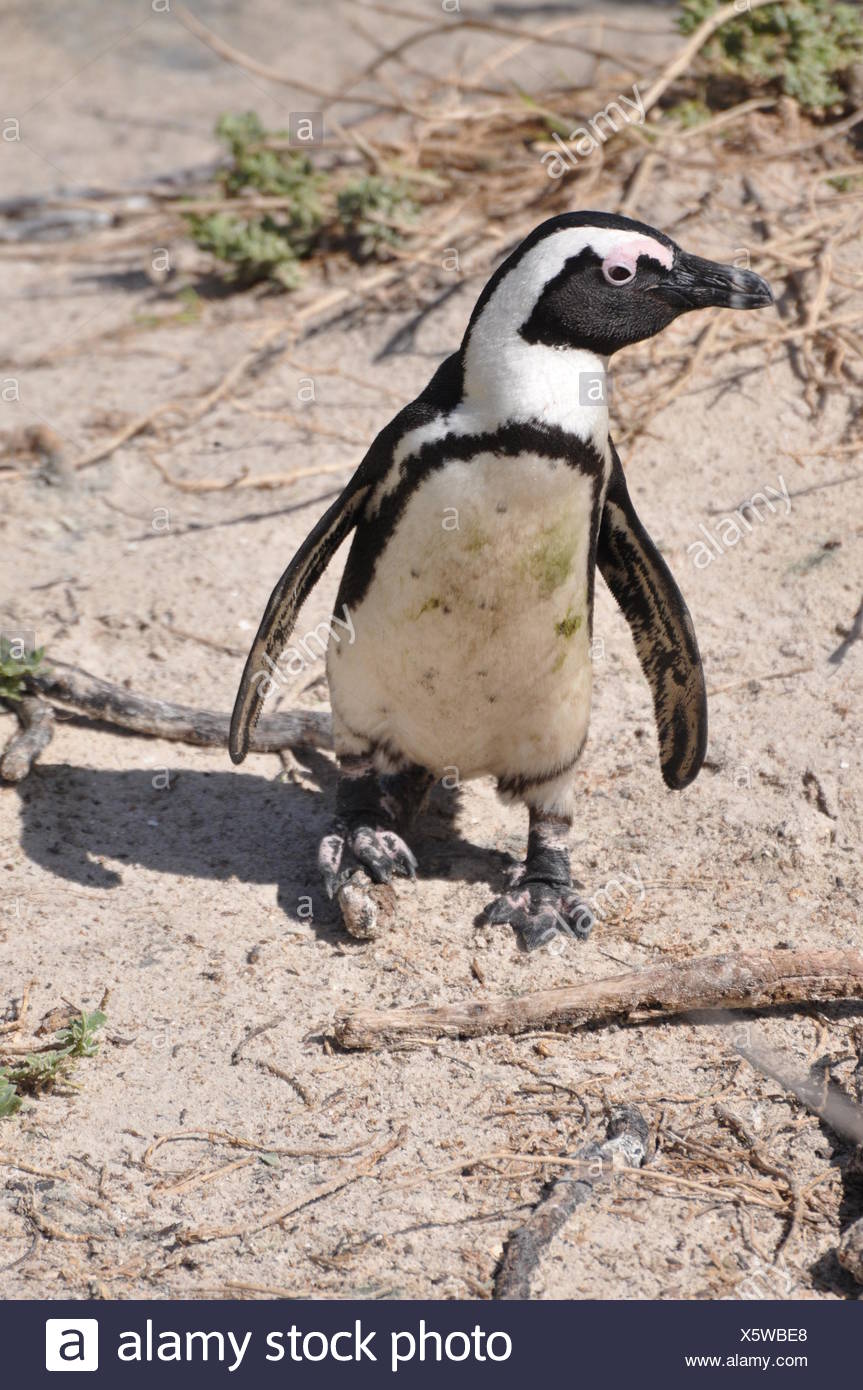 Colonie, Penguin, coast, afrique du sud, colonie, Penguin, coast, afrique du sud, Banque D'Images