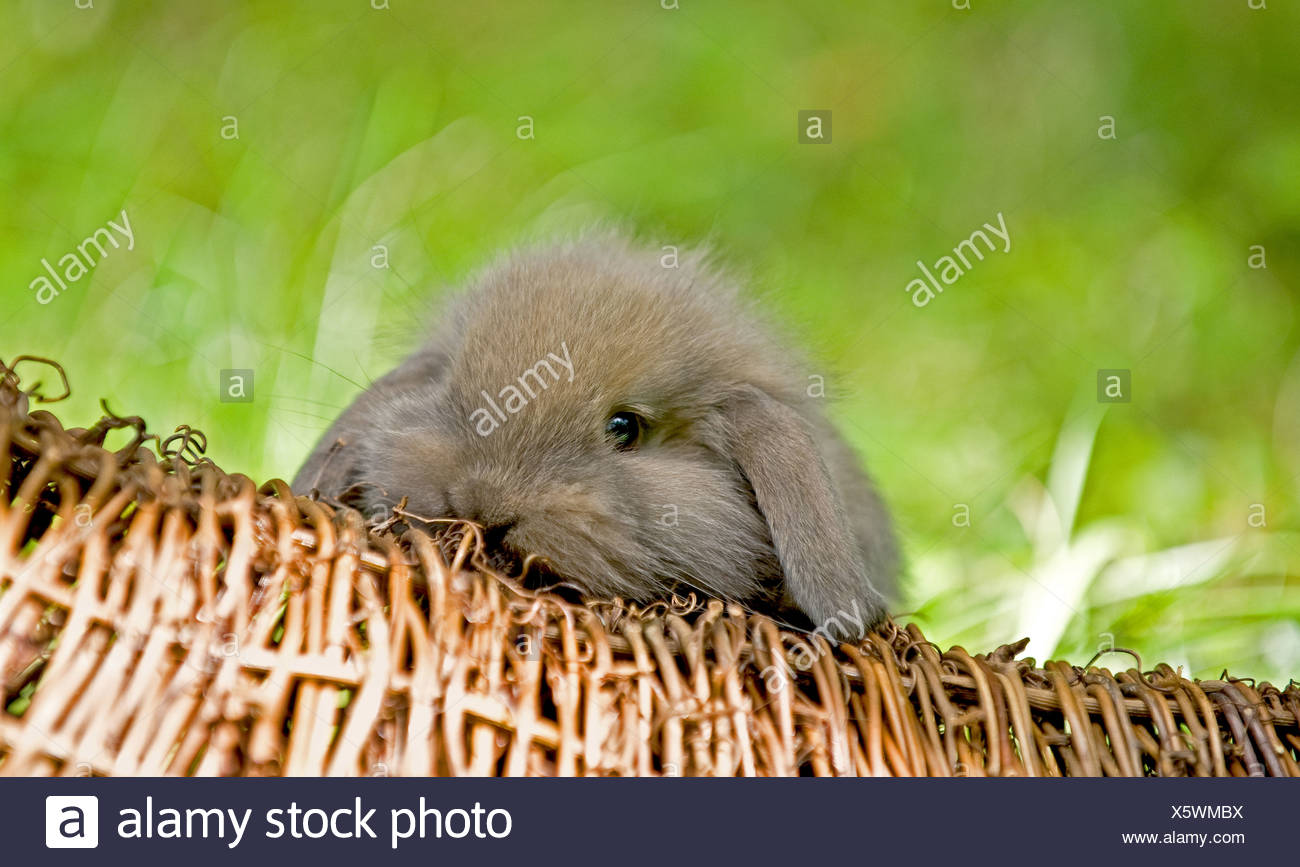 Jeune lapin nain Banque D'Images