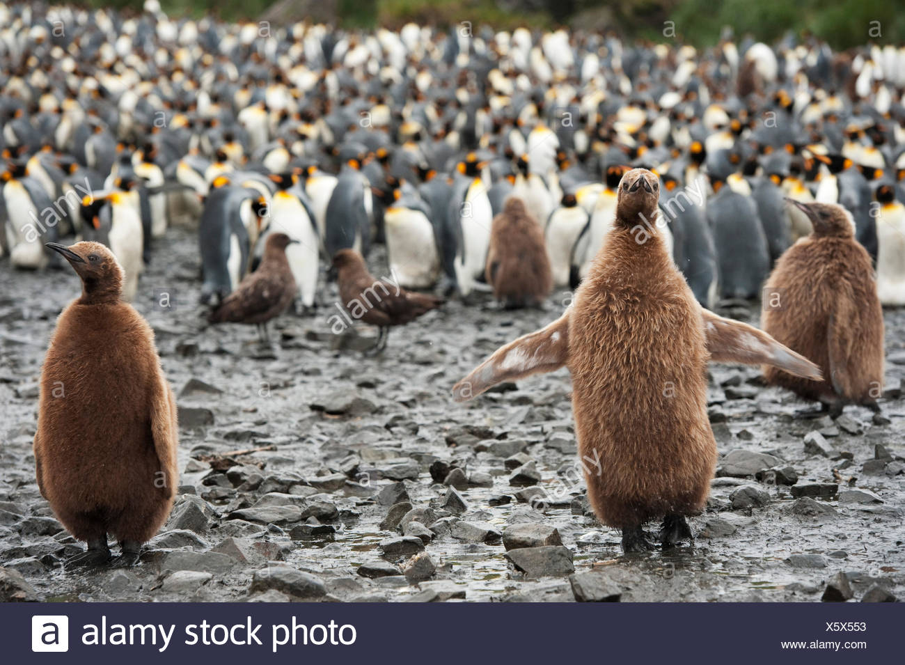Manchot royal, l'Antarctique Banque D'Images