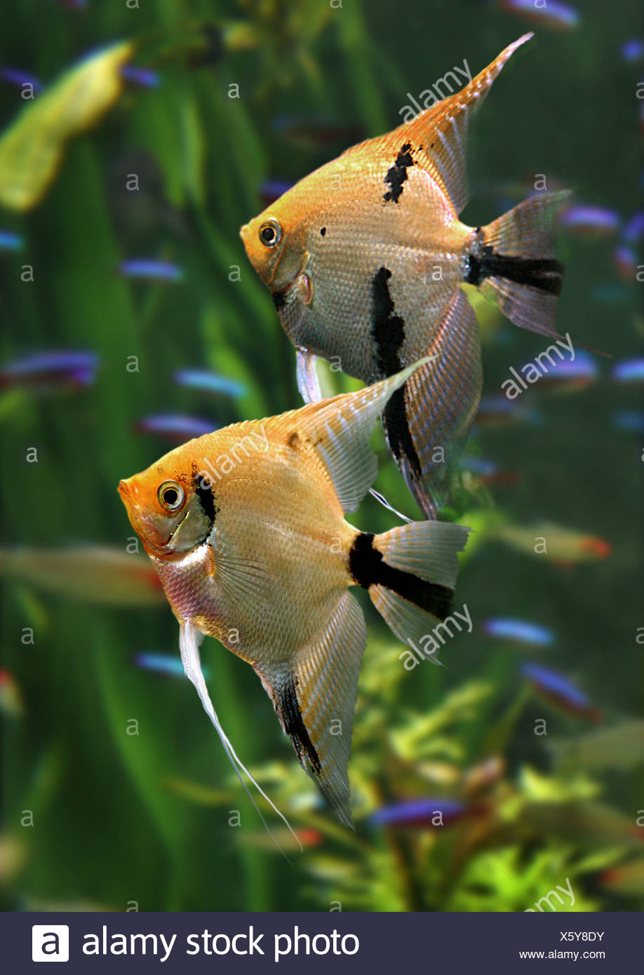 Requins Deau Douce Poissons Anges Poissons Anges Poissons