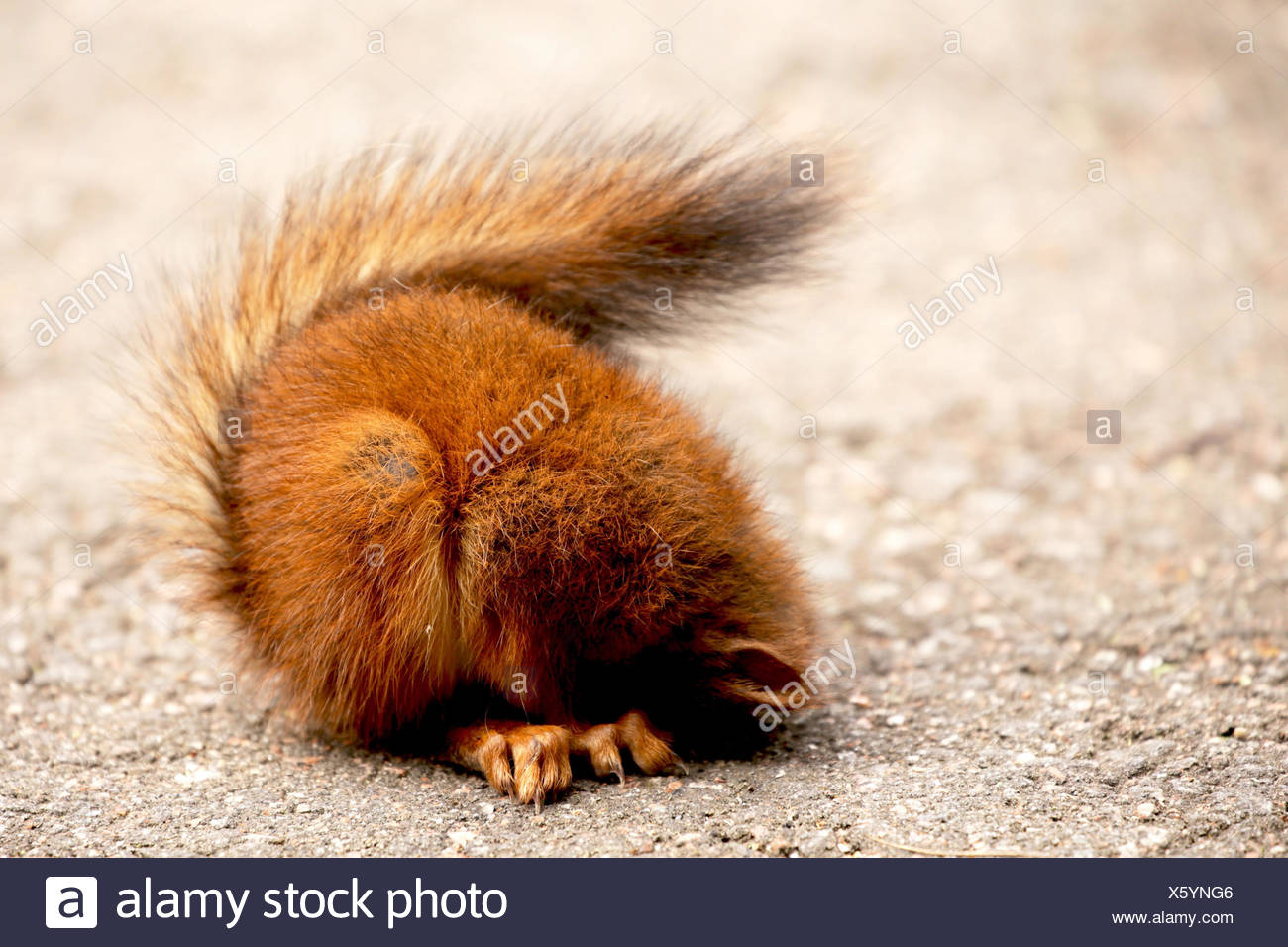 Animal Bebe Animaux Endormi Baby Ecureuils Mignon Fluffy Fluffy Tail Manteau Rouge Red Ecureuils Ecureuil Rouge Bebe Couchage Bebe Ecureuil Summer Photo Stock Alamy Animal Bebe Animaux Endormi Baby Ecureuils Mignon Fluffy Fluffy Tail Manteau Rouge Red Ecureuils Ecureuil Rouge Bebe Couchage Bebe Ecureuil Summer Photo Stock Alamy