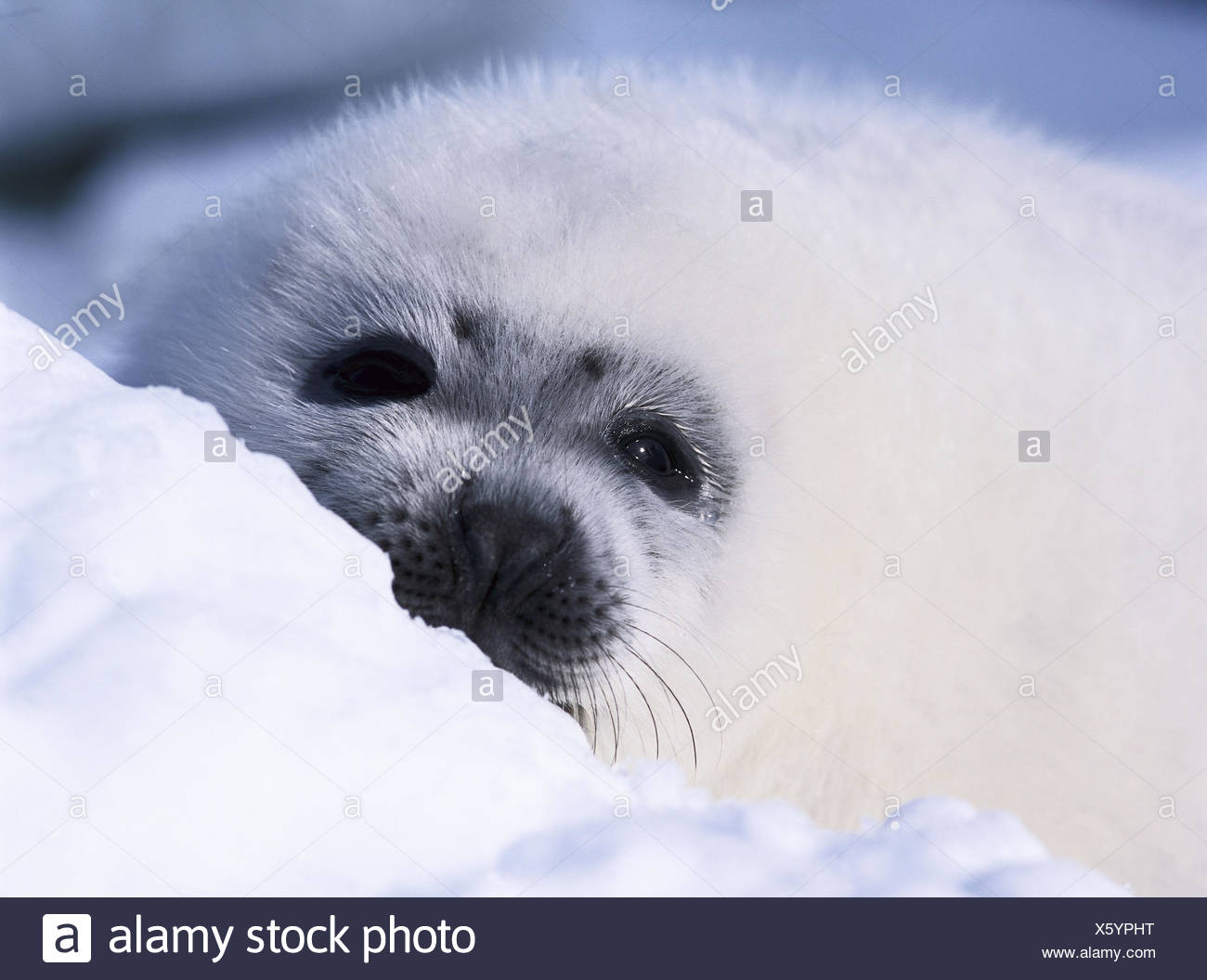 Terre Neuve Col Phoca Groenlandica Mensonge Neige Detail En Amerique Du Nord Au Labrador Au Canada Les Animaux Les Animaux Sauvages Les Jeunes Animaux Sattelrobben Pagophilus Groenlandicus Robben Joint A L Etancheite Le Joint