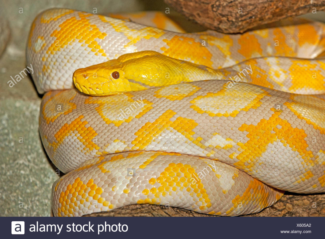 Python Python Reticulatus Banque d'image et photos - Alamy