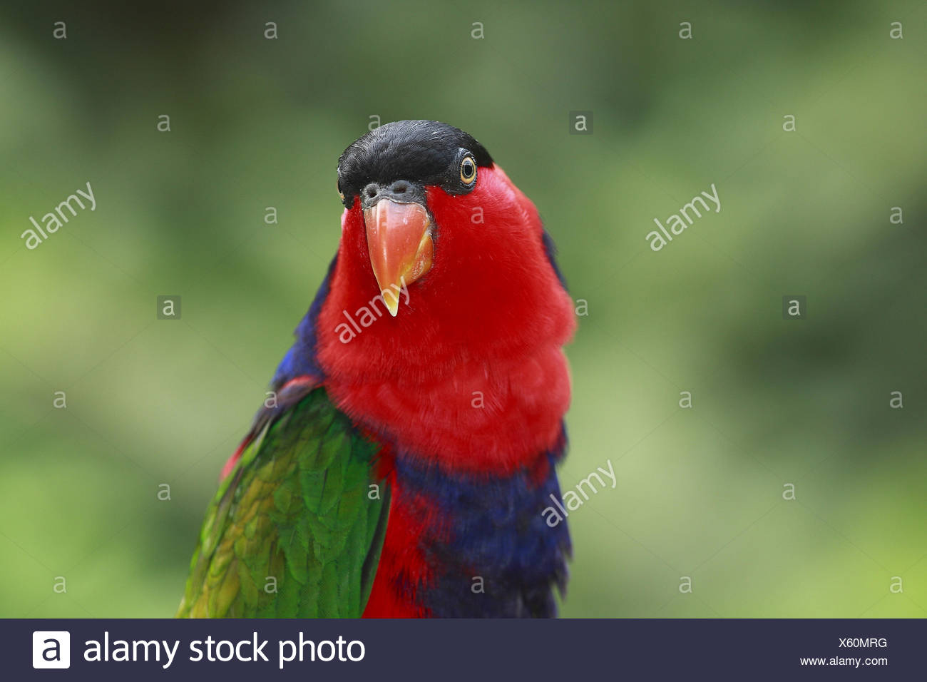 Annonce Oiseaux Montoire Sur Le Loir 41800 Wa163065250