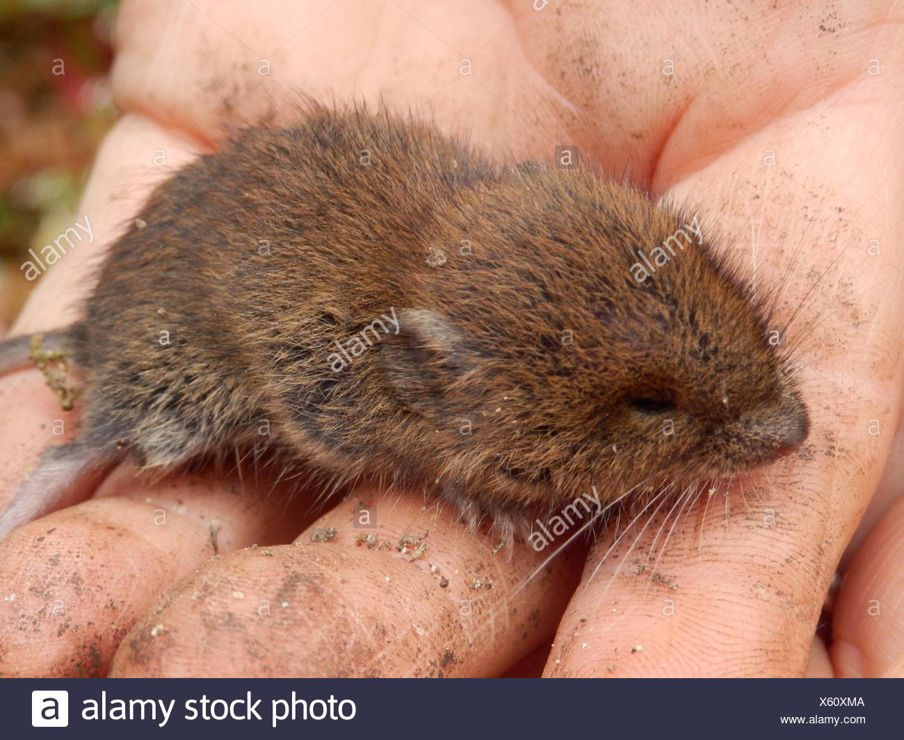 Campagnol Des Champs Bebe Photo Stock Alamy