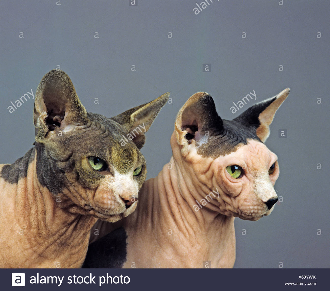 Sphynx Chat Domestique Sans Poil De Chat Portrait D Adultes Sur Fond Gris Photo Stock Alamy Sphynx Chat Domestique Sans Poil De Chat Portrait D Adultes Sur Fond Gris Photo Stock Alamy