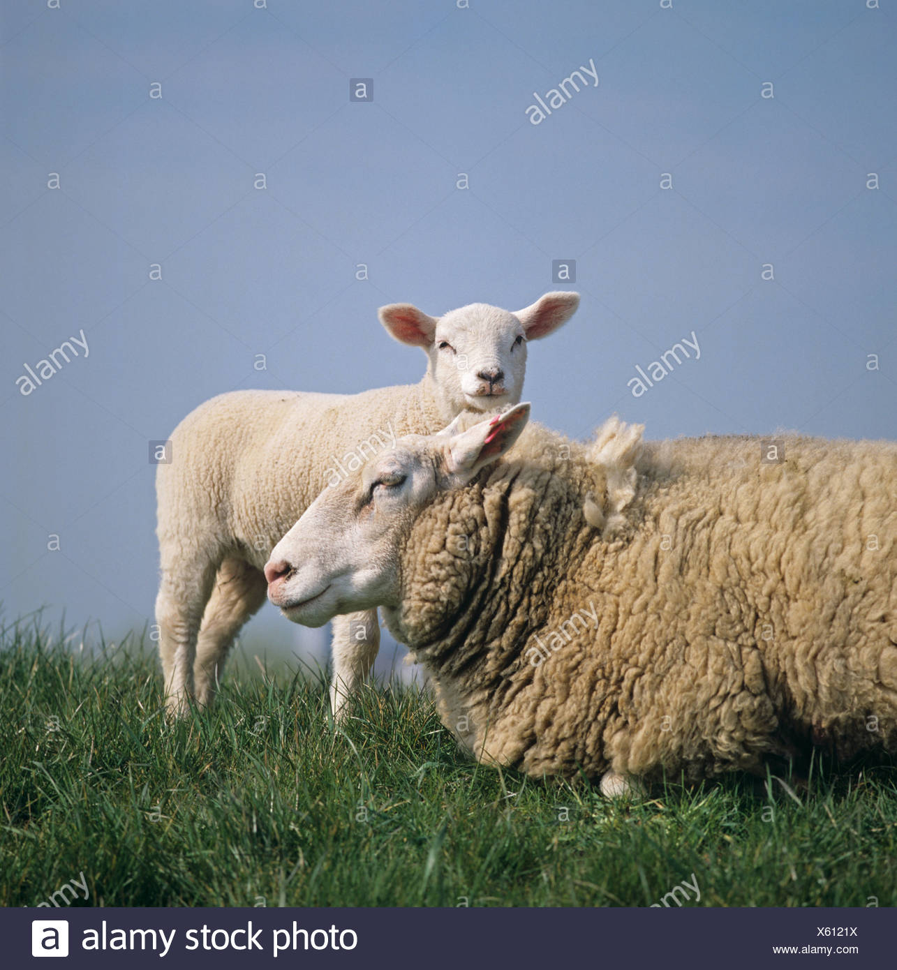 Brebis Texel X et l'agneau (face caméra) sur canal bank aux Pays-Bas Banque D'Images