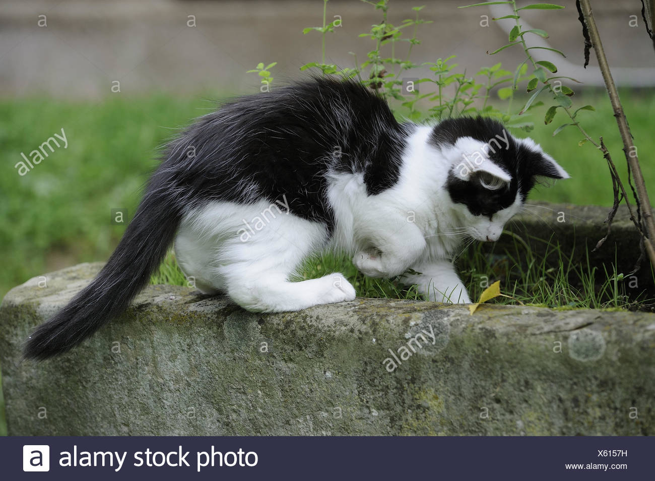 Jardin Mur Herbe Chat Noir Et Blanc Jouer Animal