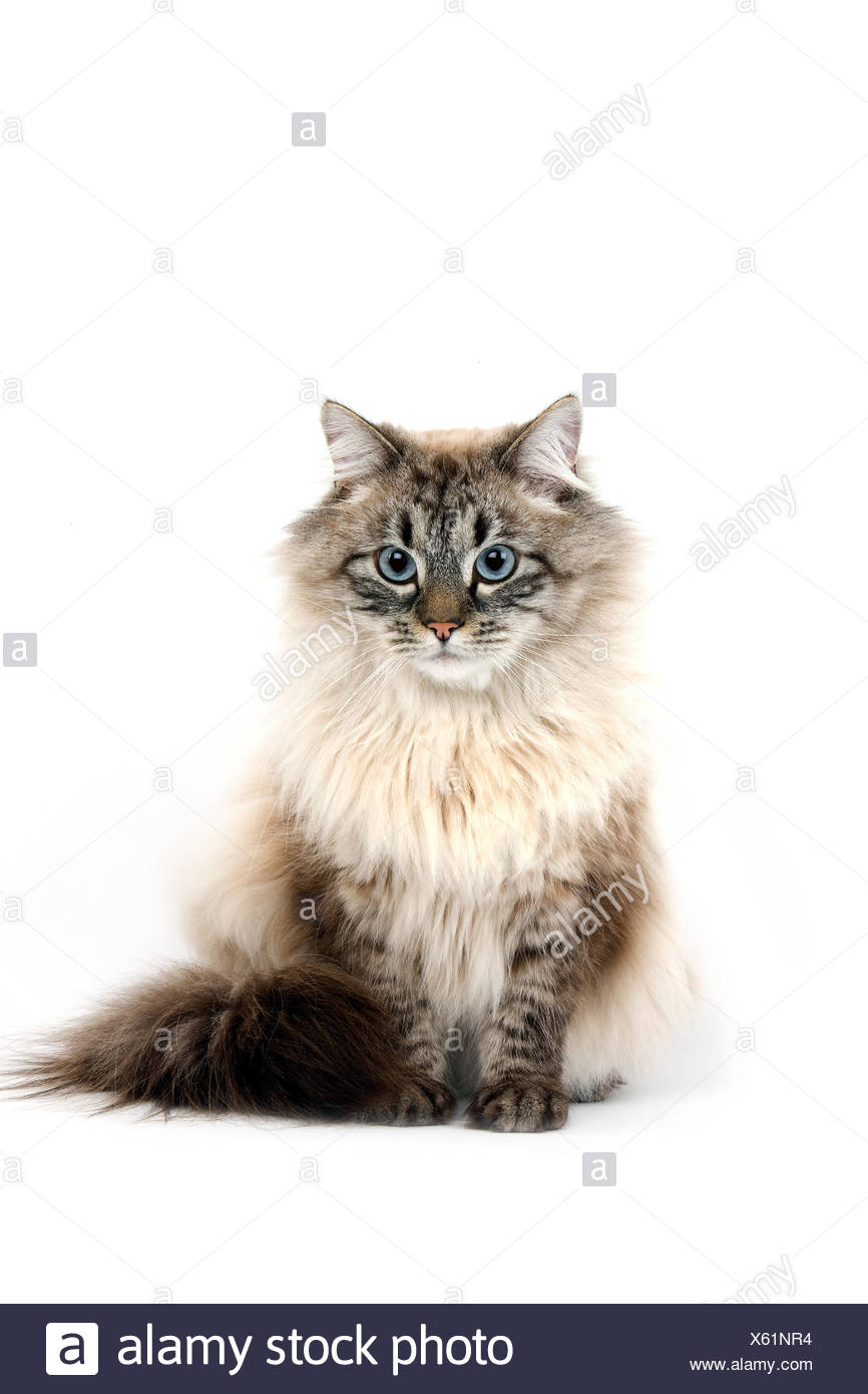Chat Siberien Neva Masquerade Seal Tabby Point La Couleur L Homme Contre L Arriere Plan Blanc Photo Stock Alamy