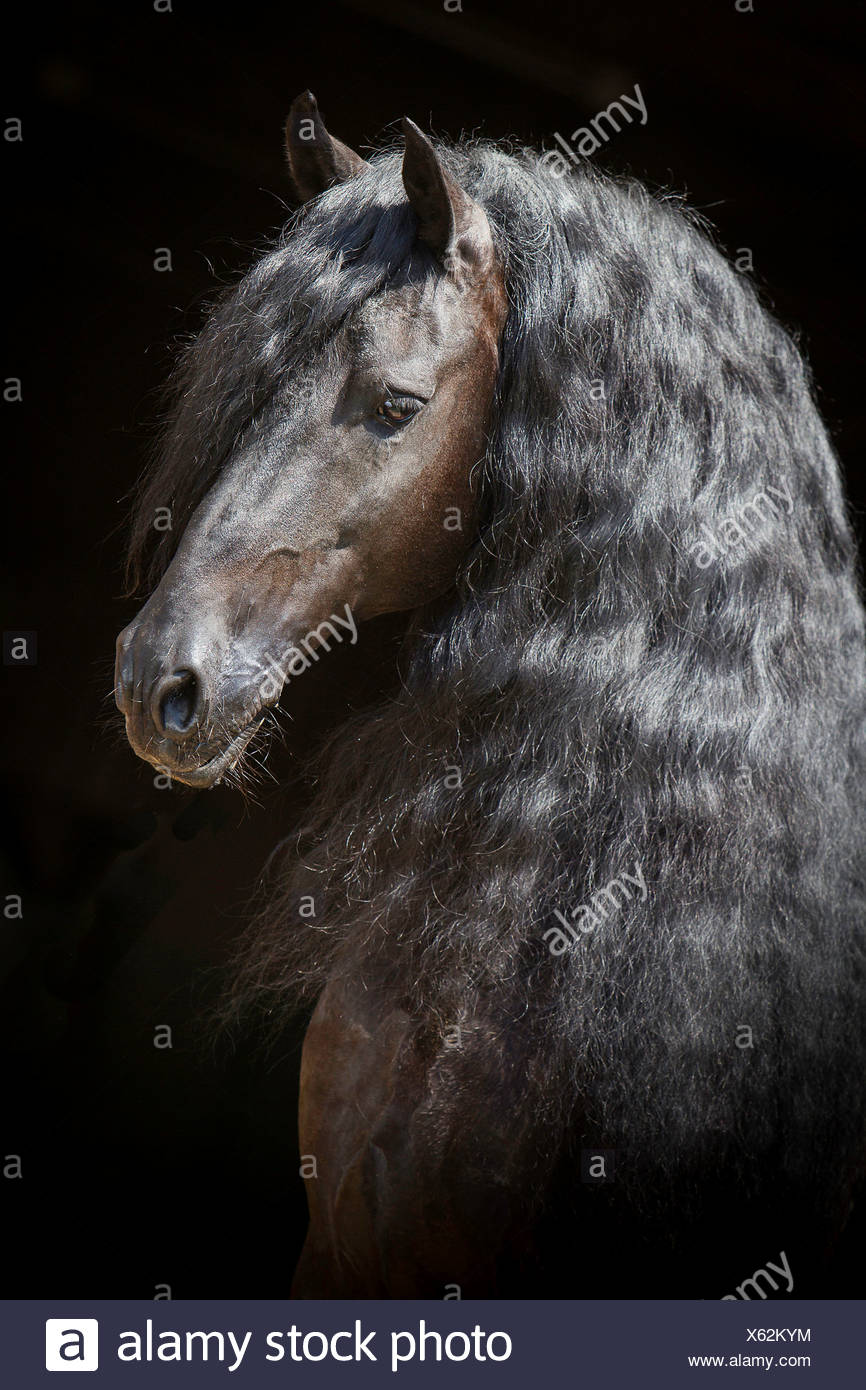 Cheval Frison Portrait D Un Etalon D Un Fond Noir Photo Stock Alamy
