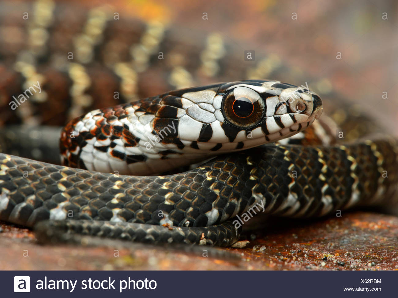 Forêt fauve Racer (Dendrophidion dendrophis), snake (Colubridae), Amazon rainforest, Parc national Yasuni, en Equateur Banque D'Images