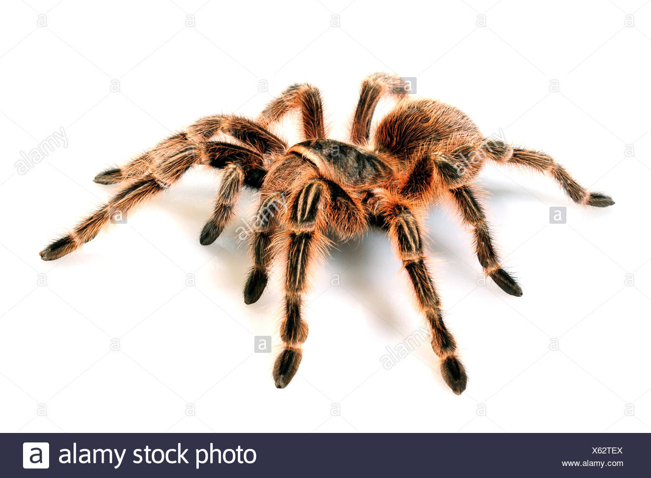 Rose du Chili (Grammostola rosea, Grammostola spatulata, Grammostola cala), cut-out, Chili Banque D'Images
