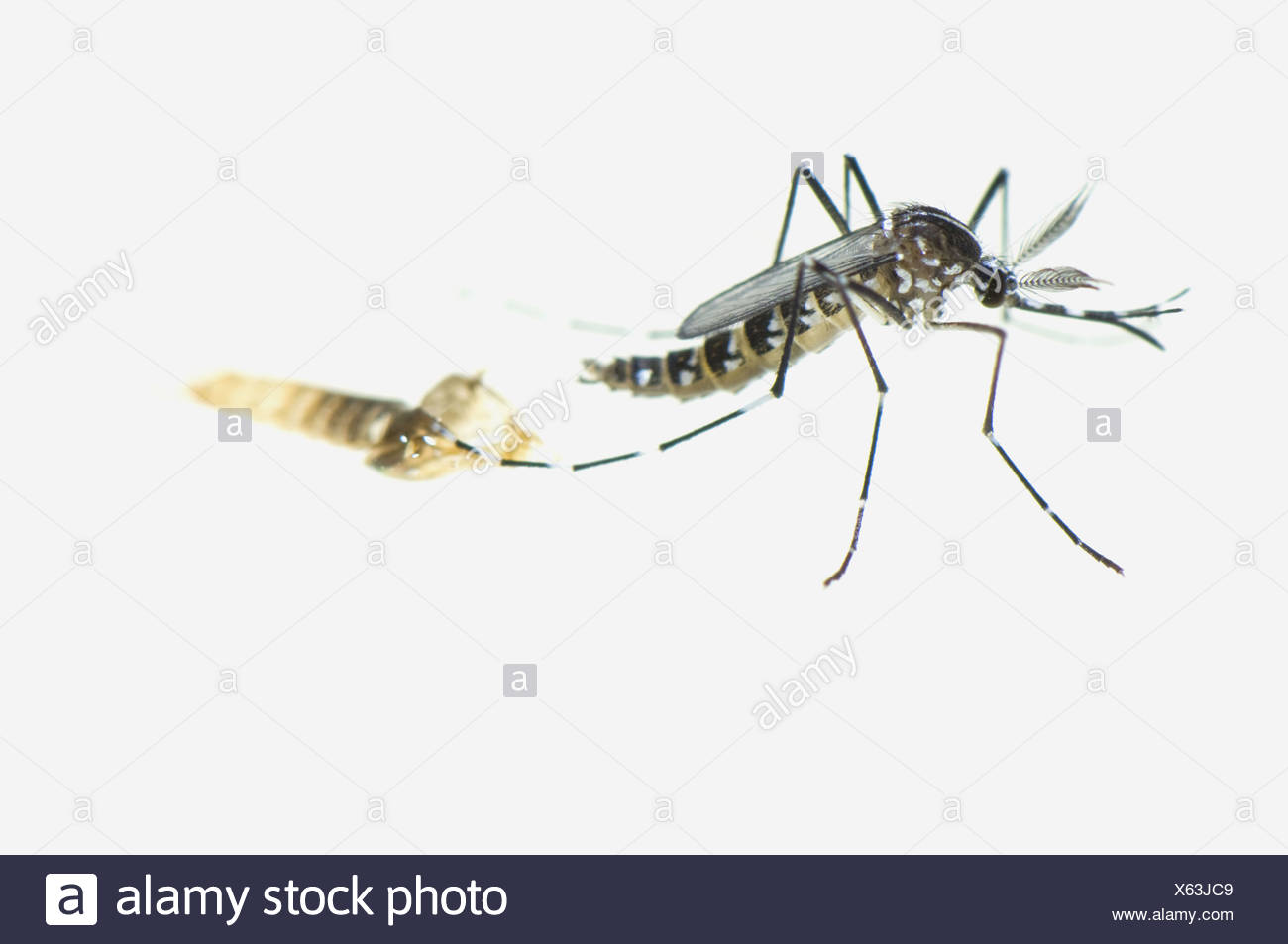 Moustique Tigre Asiatique Male Nouveau Ne Aedes Albopictus Reposant A La Surface De L Eau Laissant Derriere L Exuvie Nymphale C Est Le Photo Stock Alamy