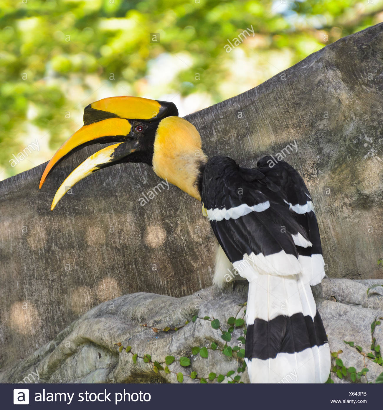 Grand Calao Buceros Bicornis Ou Grands Oiseaux Conservation
